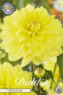 Dahlia American Sun x1 I .
