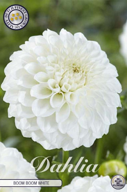 Dahlia Ball Boom Boom White x1 l .