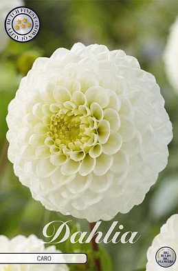 Dahlia Ball Caro x1 l .