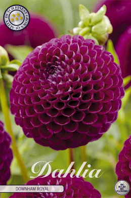 Dahlia Ball Downham Royal x1 l .