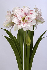 Hippeastrum