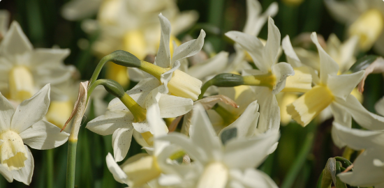 Dit is een voorbeeld headline