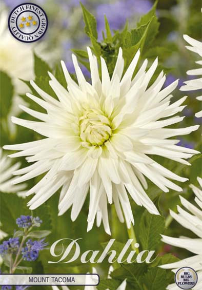 Dahlia Cactus Mount Tacoma x1 l .