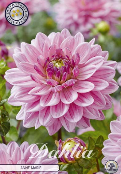 Dahlia Deco. Anne Marie x1 l .