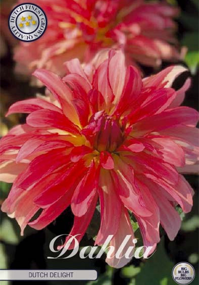 Dahlia Deco. Dutch Delight x1 l .