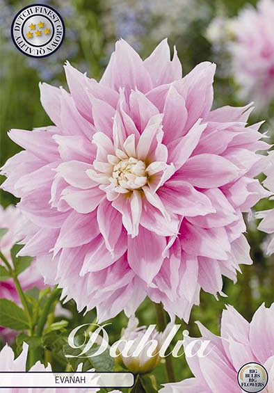 Dahlia Deco. Evanah x1 l .