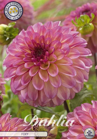 Dahlia Deco. Foxy x1 l .