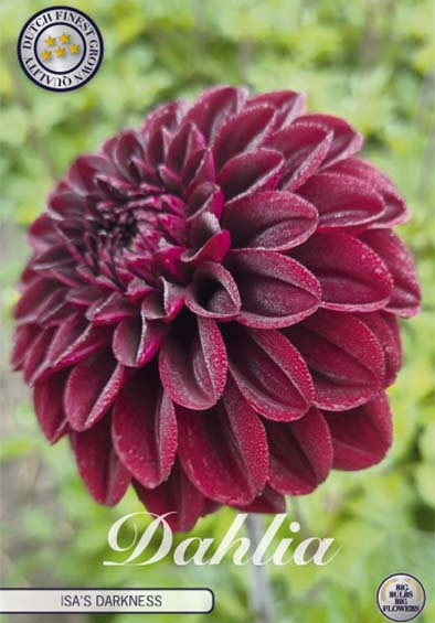Dahlia Deco. Isa's Darkness x1 l .