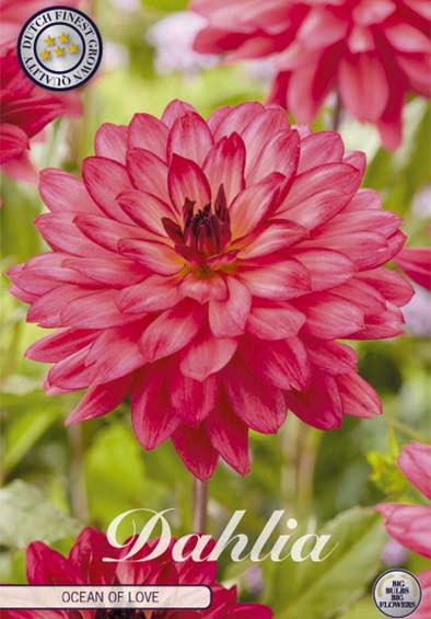 Dahlia Deco. Ocean of Love x1 l .