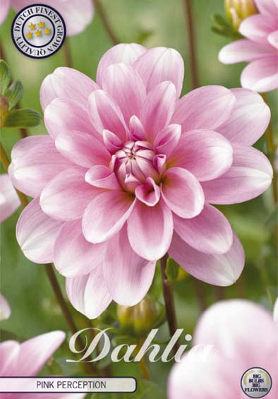 Dahlia Deco. Pink Perception x1 l .