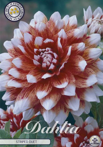 Dahlia Deco. Striped Duet x1 l .
