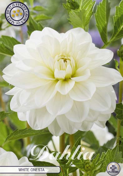 Dahlia Deco. White Onesta x1 l .