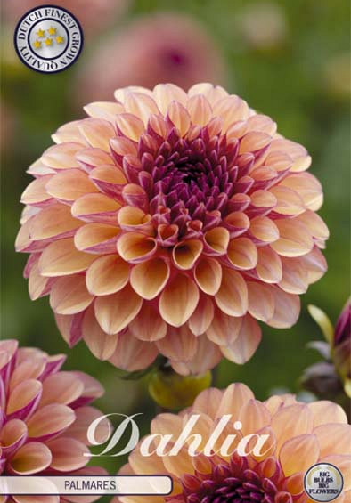 Dahlia Pompon Palmares x1 l .