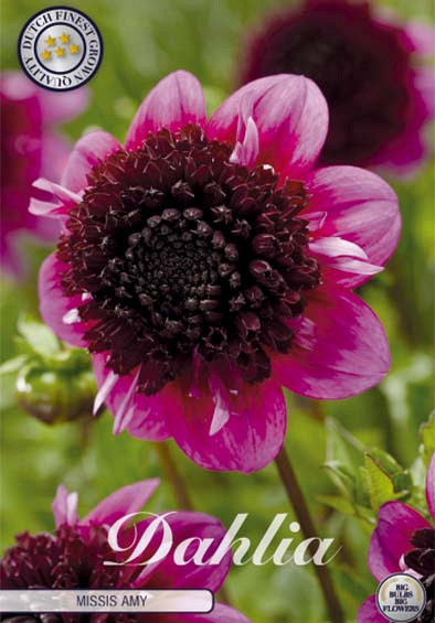 Dahlia Single flowering Missis Amy x1 l .