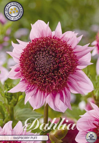 Dahlia Single flowering Raspberry Puff x1 l .