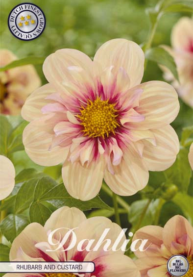 Dahlia Single Flowering Rhubarb and Custard x1 l .