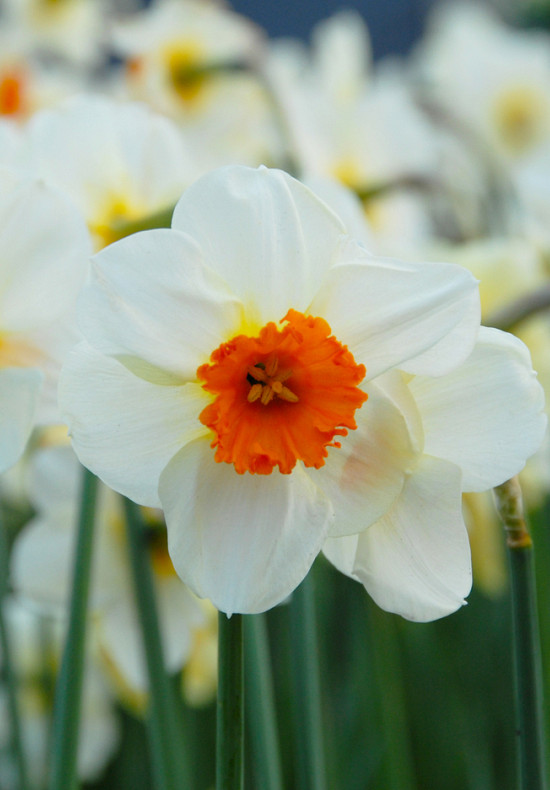 Barret Browning 12/14