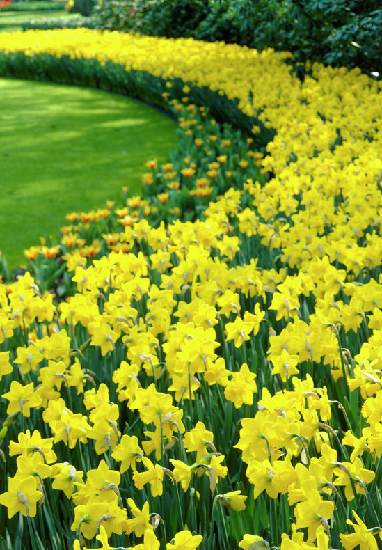 Golden Harvest 12/14