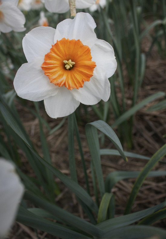 Prof. Einstein 14/16