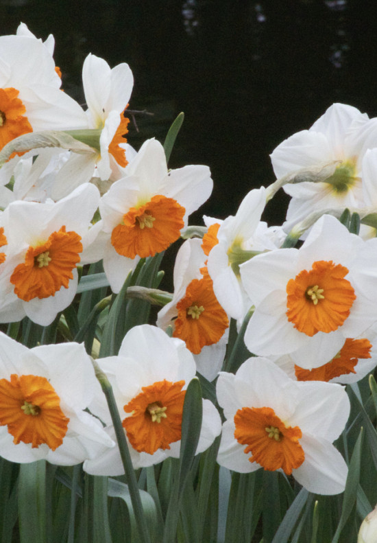 Prof. Einstein 14/16