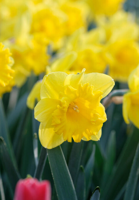 Standard Value 12/14