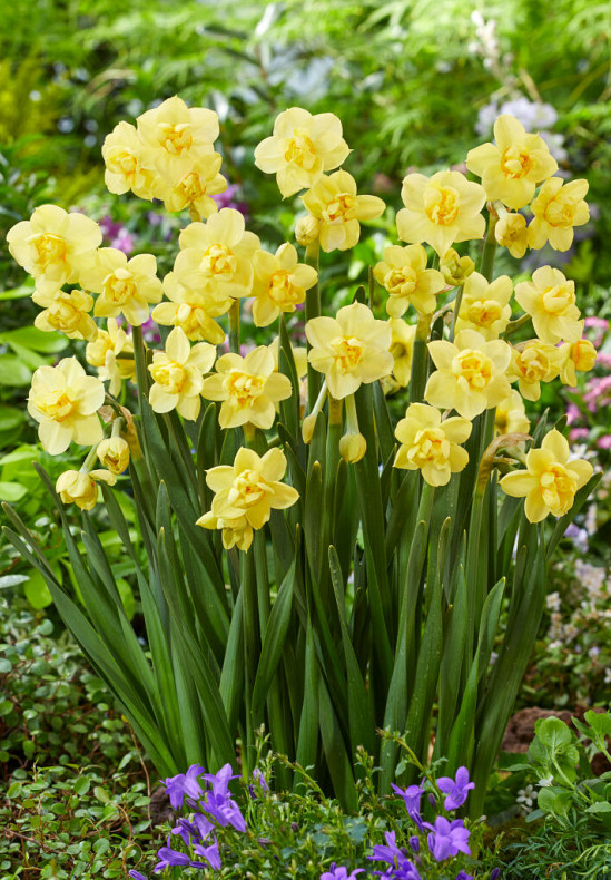 Yellow Cheerfulness 12/14