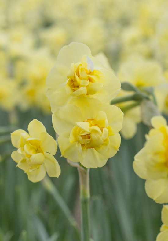 Yellow Cheerfulness 12/14