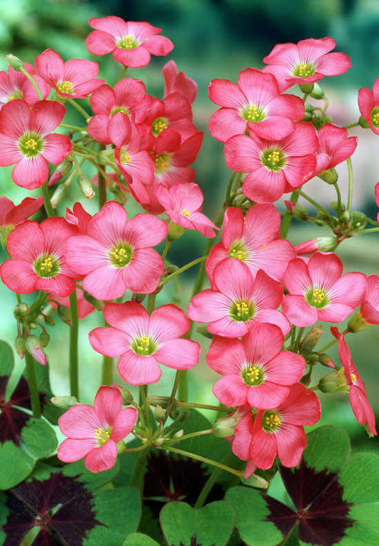 Deppei Iron Cross 4/5