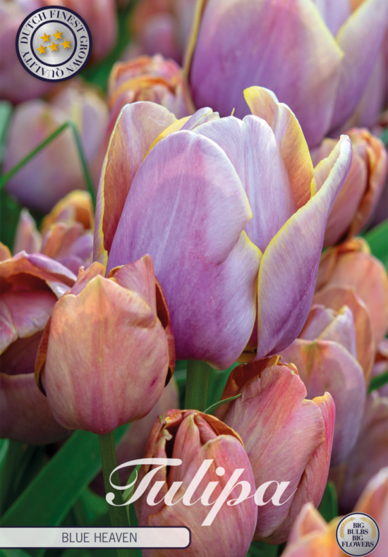 Tulp Multiflora Blue Heaven x7 12/+