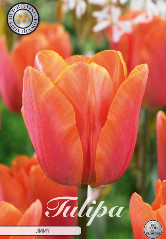 Tulp Triumph Jimmy x10 12/+