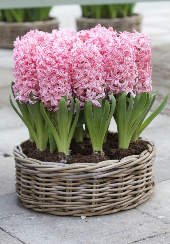 Pink Pearl 14/15
