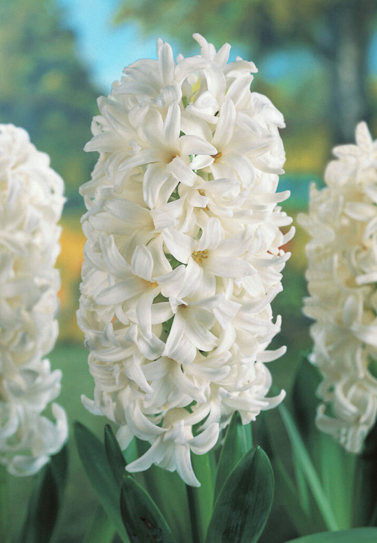 White Pearl 14/15