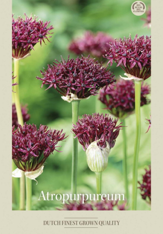 Allium Atropurpureum x5 12/14