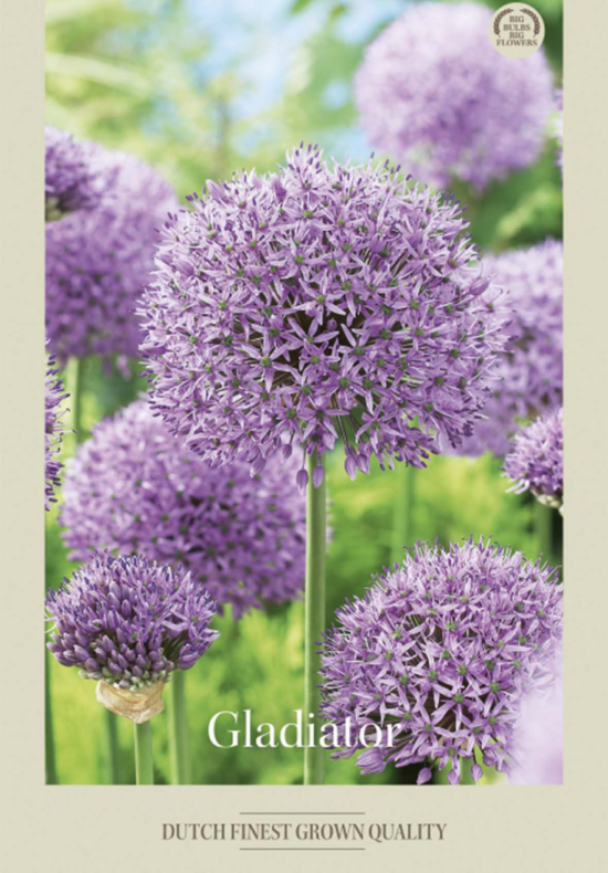Allium Gladiator x2 20/22