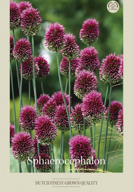 Allium Sphaerocephalon x20 5/6