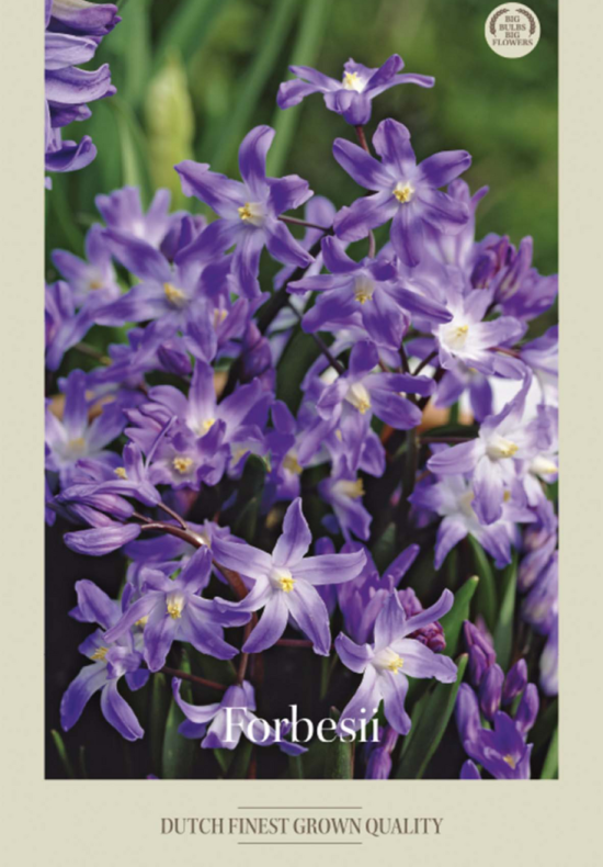 Chionodoxa Forbessi x 20 5/6