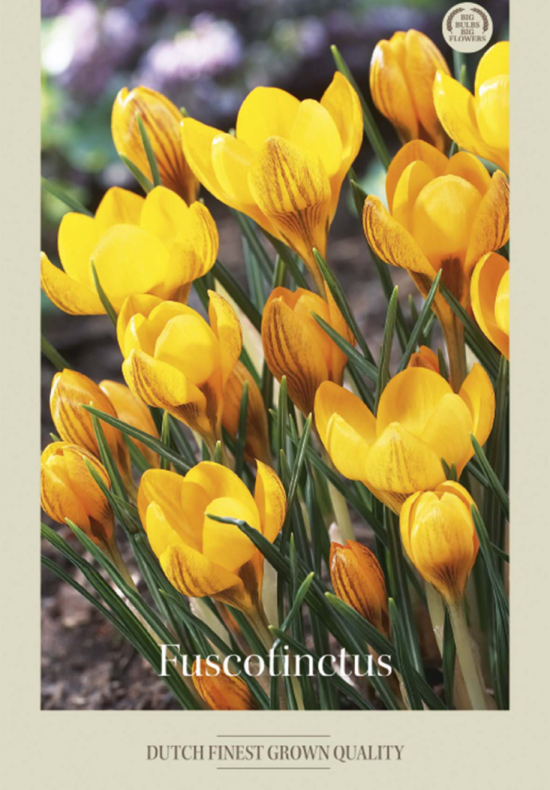 Crocus Botanical Fuscotinctus x20 5/7