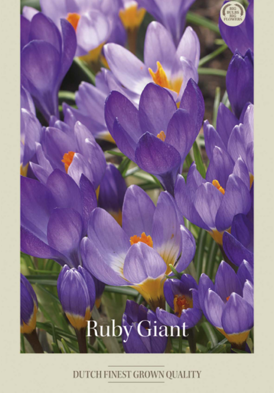 Crocus Botanical Ruby Giant x20 5/7