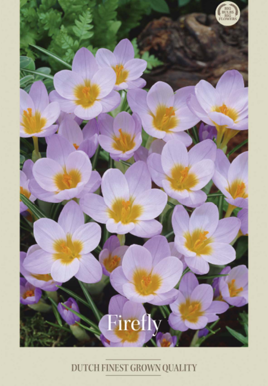 Crocus Botanical Sieberi Firefly x20 5/7
