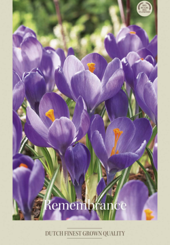 Crocus Vernus Remenbrance x10 8/9