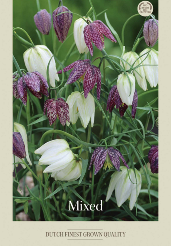 Fritillaria Meleagris Mixed x10 7/8