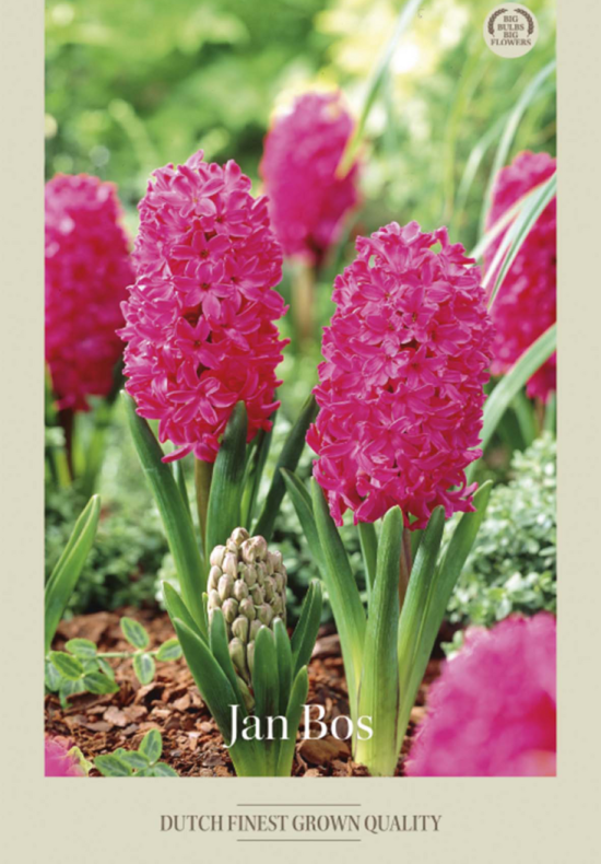 Hyacinthus Orientails Jan Bos x5 15/16