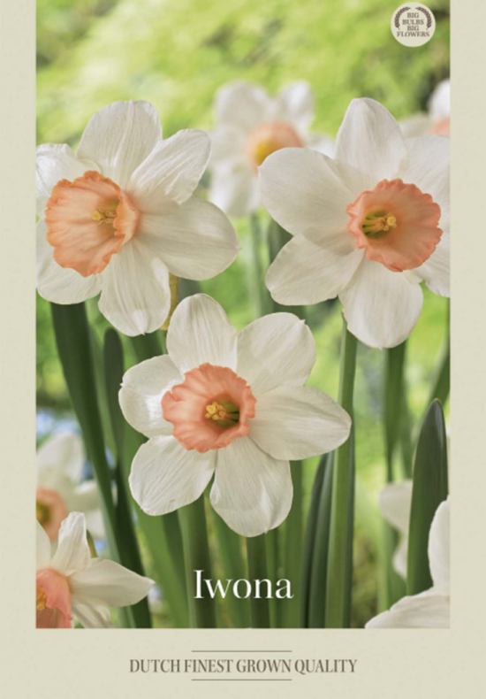 Narcissus Jonquilla Iwona x5 12/14