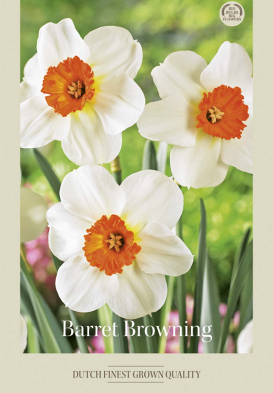 Narcissus Small Cupped Barret Browning x5 14/16