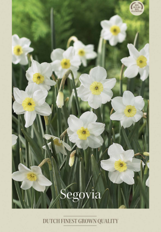 Narcissus Small Cupped Segovia x5 12/14