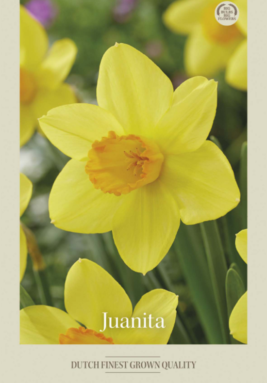 Narcissus Trumpet Juanita x5 14/16