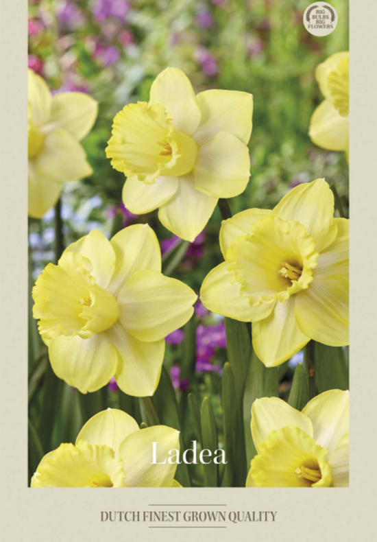 Narcissus Trumpet Ladea x5 14/16
