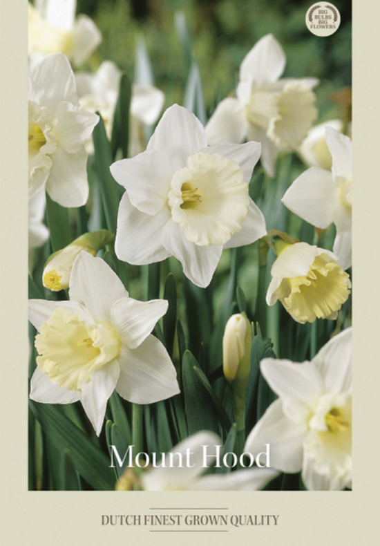 Narcissus Trumpet Mount Hood x5 14/16