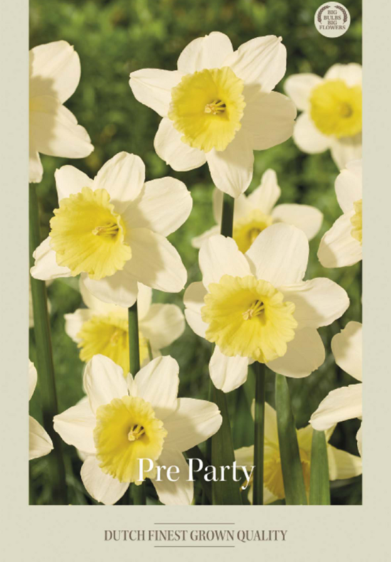 Narcissus Trumpet Pre Party x5 14/16