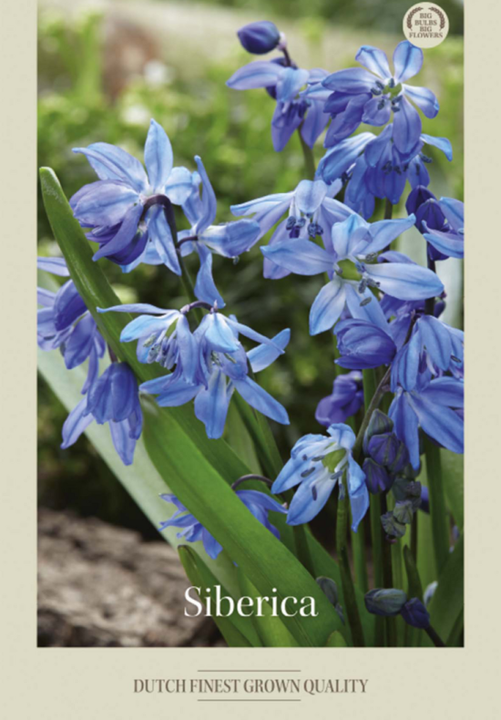 Scilla Siberica x15 8/9